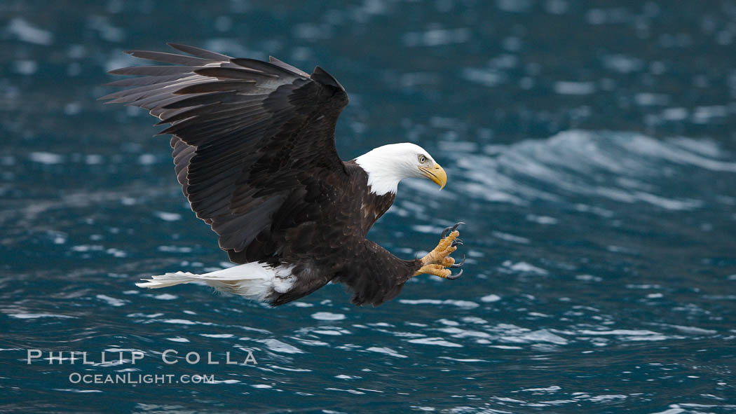 Bald eagle in flight, spreads its wings and raises its talons as it prepares to grasp a fish out of the water. Kenai Peninsula, Alaska, USA, Haliaeetus leucocephalus, Haliaeetus leucocephalus washingtoniensis, natural history stock photograph, photo id 22819