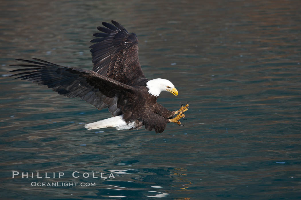 Bald eagle in flight, spreads its wings and raises its talons as it prepares to grasp a fish out of the water. Kenai Peninsula, Alaska, USA, Haliaeetus leucocephalus, Haliaeetus leucocephalus washingtoniensis, natural history stock photograph, photo id 22867