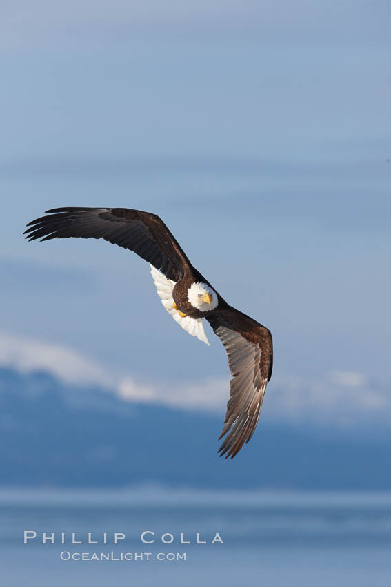 Bald eagle in flight, Kachemak Bay and the Kenai Mountains in the background. Homer, Alaska, USA, Haliaeetus leucocephalus, Haliaeetus leucocephalus washingtoniensis, natural history stock photograph, photo id 22617