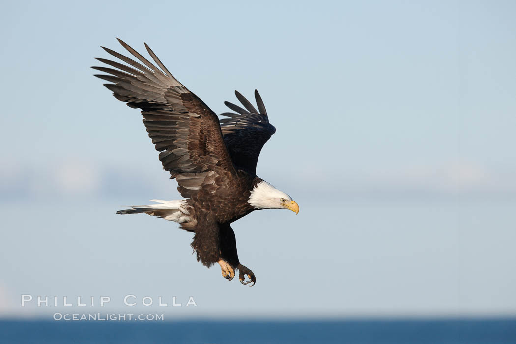 Bald eagle in flight, Kachemak Bay in background. Homer, Alaska, USA, Haliaeetus leucocephalus, Haliaeetus leucocephalus washingtoniensis, natural history stock photograph, photo id 22629