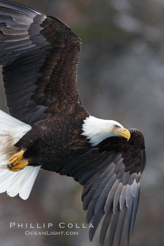 Bald eagle in flight, banking at a steep angle before turning and diving, wings spread. Kenai Peninsula, Alaska, USA, Haliaeetus leucocephalus, Haliaeetus leucocephalus washingtoniensis, natural history stock photograph, photo id 22645