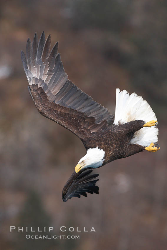 Bald eagle in flight, banking at a steep angle before turning and diving, wings spread. Kenai Peninsula, Alaska, USA, Haliaeetus leucocephalus, Haliaeetus leucocephalus washingtoniensis, natural history stock photograph, photo id 22653