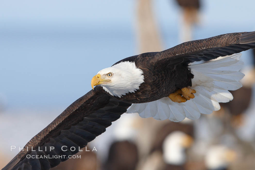 Bald eagle in flight, closeup, flying just over the ground with many bald eagles visible in the background. Kachemak Bay, Homer, Alaska, USA, Haliaeetus leucocephalus, Haliaeetus leucocephalus washingtoniensis, natural history stock photograph, photo id 22713