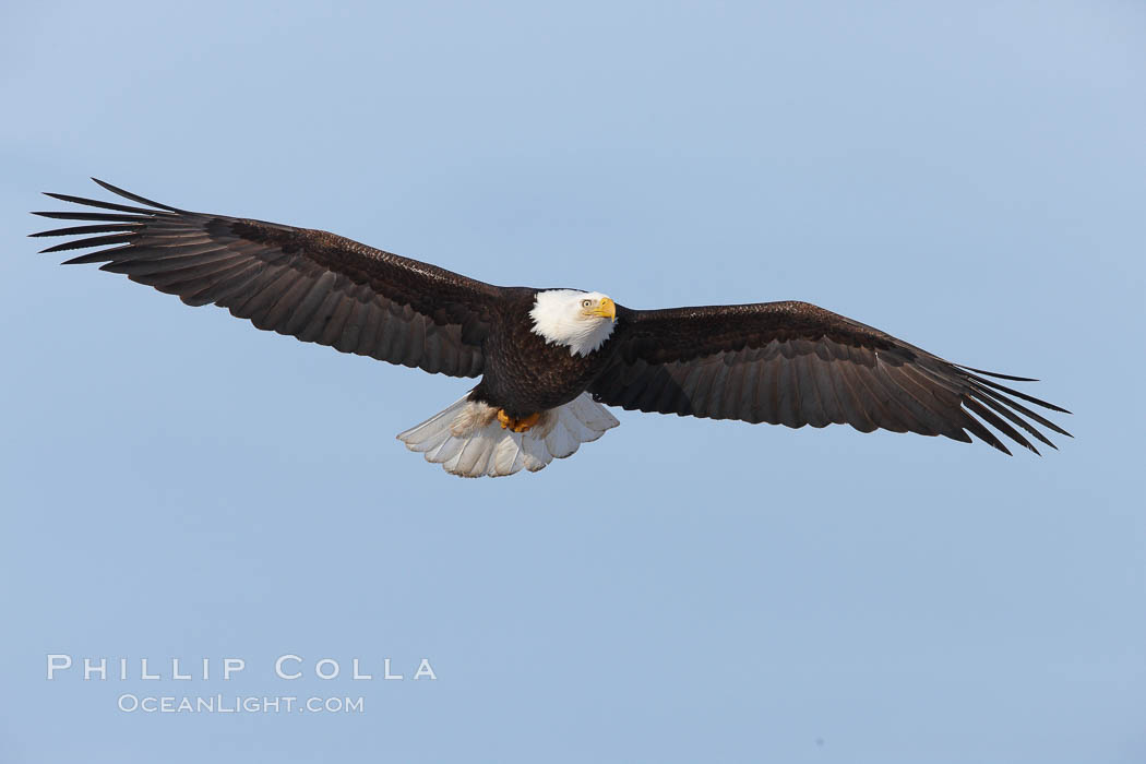 Bald eagle in flight, wing spread, soaring. Kachemak Bay, Homer, Alaska, USA, Haliaeetus leucocephalus, Haliaeetus leucocephalus washingtoniensis, natural history stock photograph, photo id 22729