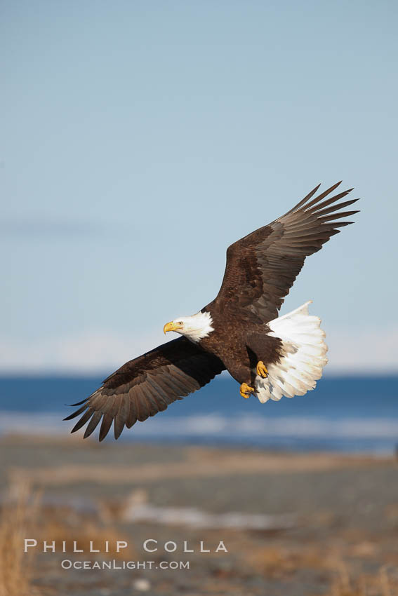 Bald eagle in flight, banking over Kachemak Bay and beach. Homer, Alaska, USA, Haliaeetus leucocephalus, Haliaeetus leucocephalus washingtoniensis, natural history stock photograph, photo id 22801