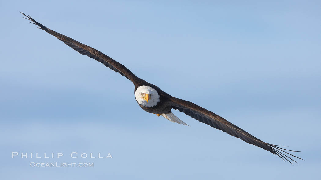 Bald eagle in flight, wings spread. Kachemak Bay, Homer, Alaska, USA, Haliaeetus leucocephalus, Haliaeetus leucocephalus washingtoniensis, natural history stock photograph, photo id 22809