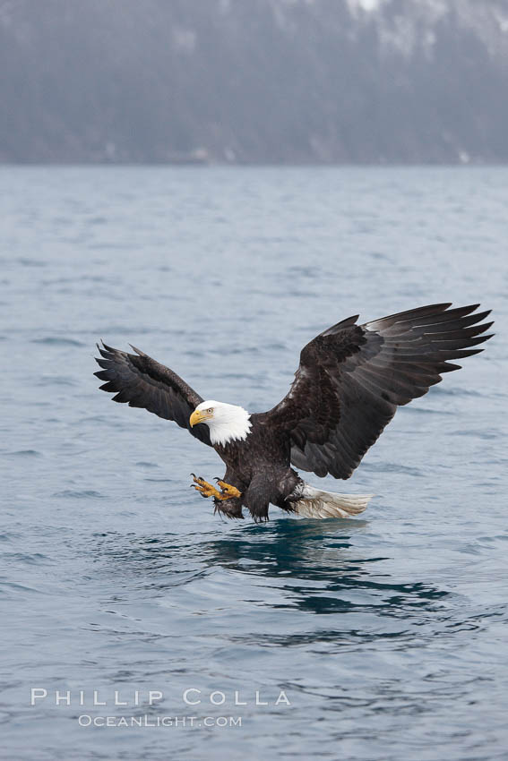 Bald eagle in flight, spreads its wings and raises its talons as it prepares to grasp a fish out of the water. Kenai Peninsula, Alaska, USA, Haliaeetus leucocephalus, Haliaeetus leucocephalus washingtoniensis, natural history stock photograph, photo id 22841