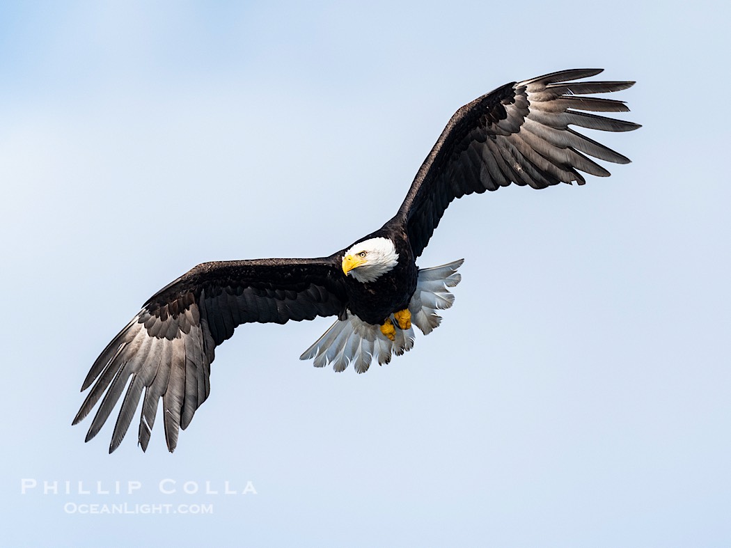 Bald Eagle in Flight, Sitka, Alaska., Haliaeetus leucocephalus, Haliaeetus leucocephalus washingtoniensis, natural history stock photograph, photo id 41586