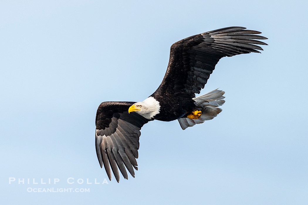 Bald Eagle in Flight, Sitka, Alaska., Haliaeetus leucocephalus, Haliaeetus leucocephalus washingtoniensis, natural history stock photograph, photo id 41668