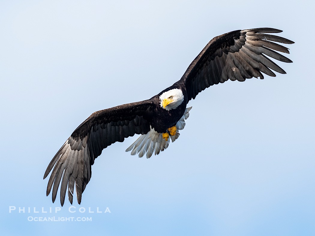 Bald Eagle in Flight, Sitka, Alaska., Haliaeetus leucocephalus, Haliaeetus leucocephalus washingtoniensis, natural history stock photograph, photo id 41667