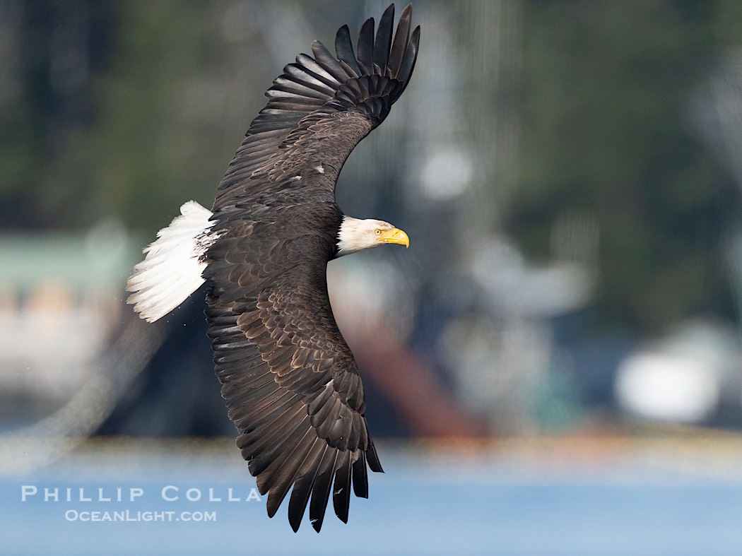 Bald Eagle in Flight, Sitka, Alaska., Haliaeetus leucocephalus, Haliaeetus leucocephalus washingtoniensis, natural history stock photograph, photo id 41693