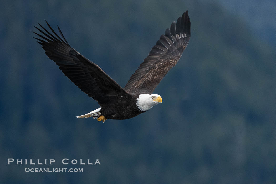 Bald Eagle in Flight in Southeast Alaska. Sitka Sound, USA, natural history stock photograph, photo id 40967