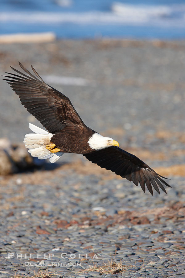 Bald eagle flies over cobblestone beach., Haliaeetus leucocephalus, Haliaeetus leucocephalus washingtoniensis, natural history stock photograph, photo id 22790