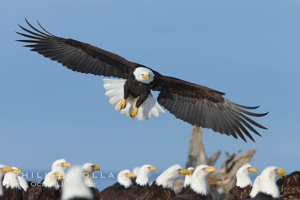 Bald eagle spreads its wings to land amid a large group of bald eagles. Kachemak Bay, Homer, Alaska, USA, Haliaeetus leucocephalus, Haliaeetus leucocephalus washingtoniensis, natural history stock photograph, photo id 22669