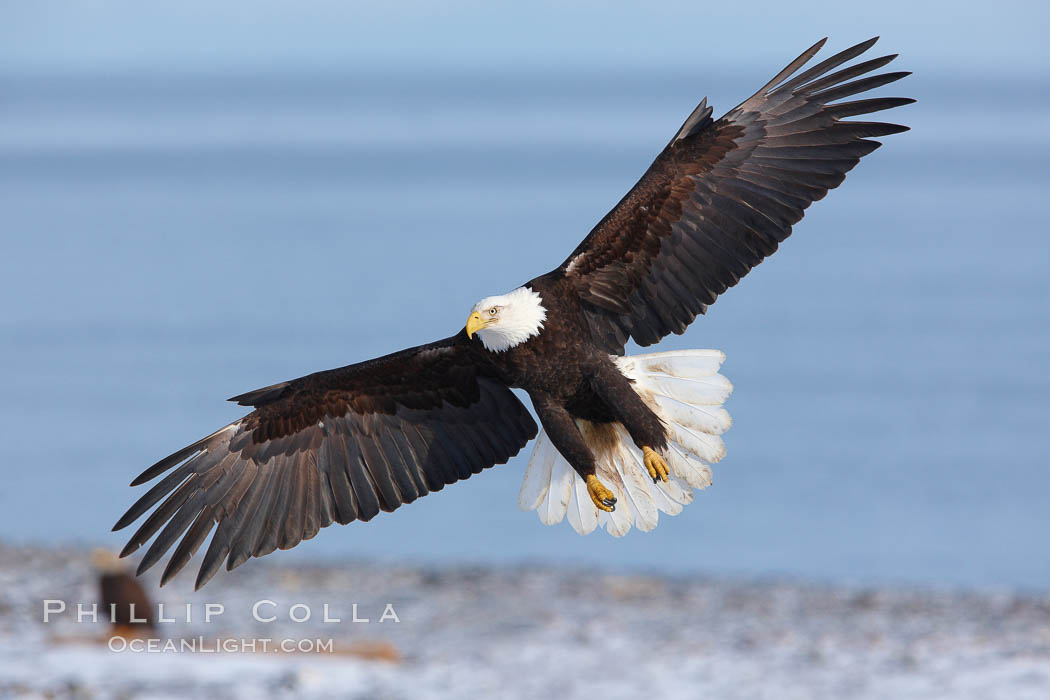 Bald eagle in flight, snow covered beach and Kachemak Bay in background. Homer, Alaska, USA, Haliaeetus leucocephalus, Haliaeetus leucocephalus washingtoniensis, natural history stock photograph, photo id 22714