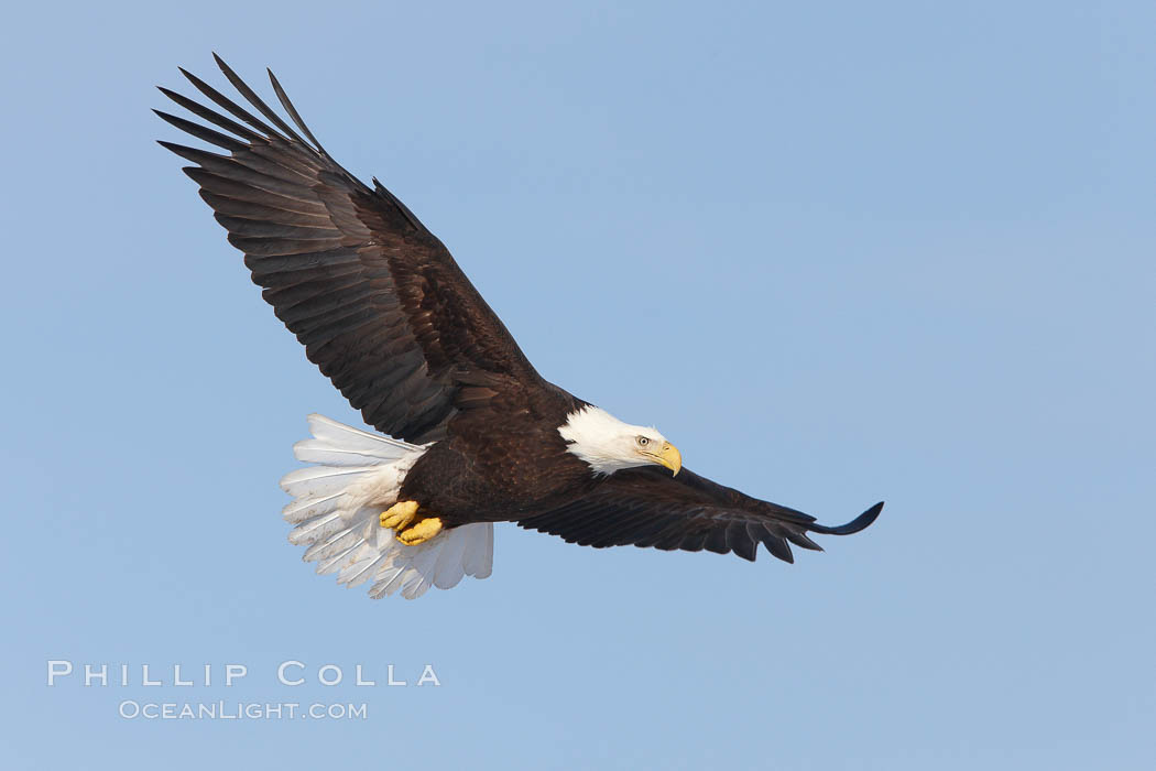 Bald eagle in flight, wing spread, soaring. Kachemak Bay, Homer, Alaska, USA, Haliaeetus leucocephalus, Haliaeetus leucocephalus washingtoniensis, natural history stock photograph, photo id 22730