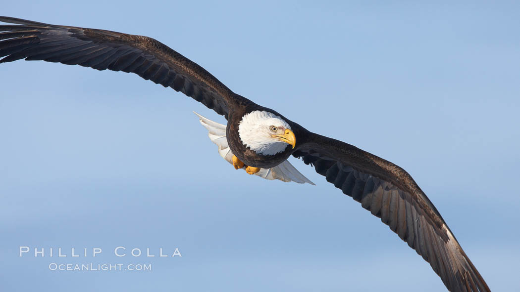 Bald eagle in flight, wings spread. Kachemak Bay, Homer, Alaska, USA, Haliaeetus leucocephalus, Haliaeetus leucocephalus washingtoniensis, natural history stock photograph, photo id 22810