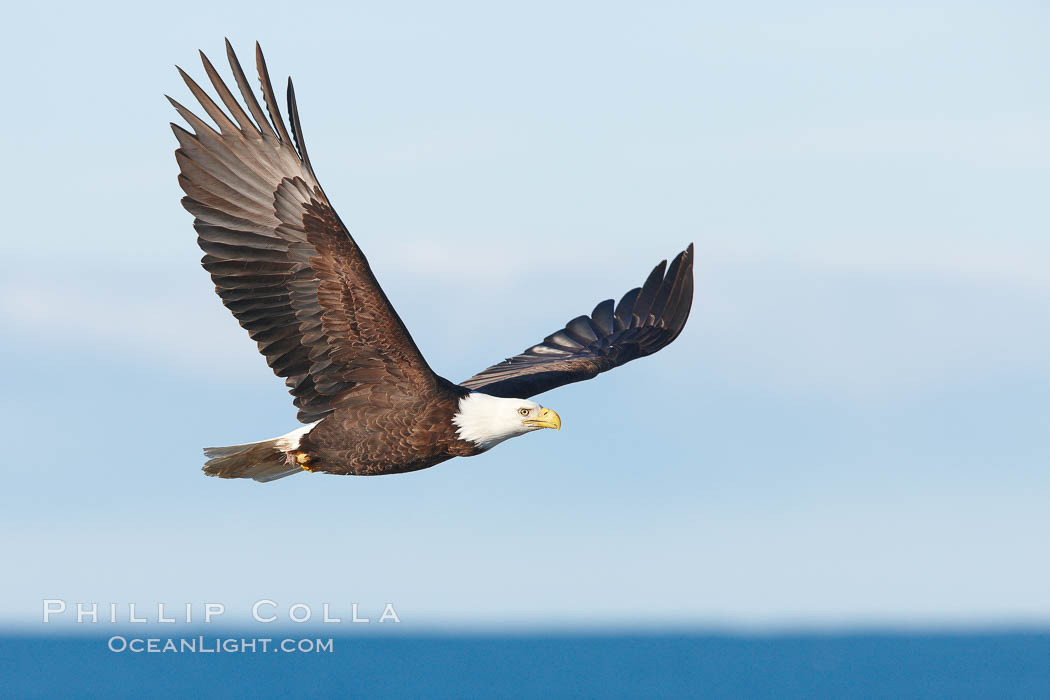 Bald eagle in flight, wings raised, Kachemak Bay in the background. Homer, Alaska, USA, Haliaeetus leucocephalus, Haliaeetus leucocephalus washingtoniensis, natural history stock photograph, photo id 22624