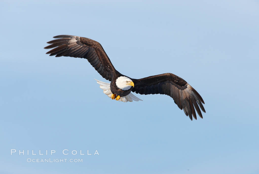 Bald eagle in flight, wing spread, soaring. Kachemak Bay, Homer, Alaska, USA, Haliaeetus leucocephalus, Haliaeetus leucocephalus washingtoniensis, natural history stock photograph, photo id 22648