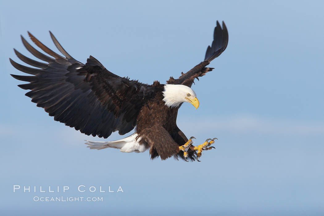 Bald eagle in flight, wings spread as it slows to land, talons raised. Kachemak Bay, Homer, Alaska, USA, Haliaeetus leucocephalus, Haliaeetus leucocephalus washingtoniensis, natural history stock photograph, photo id 22615