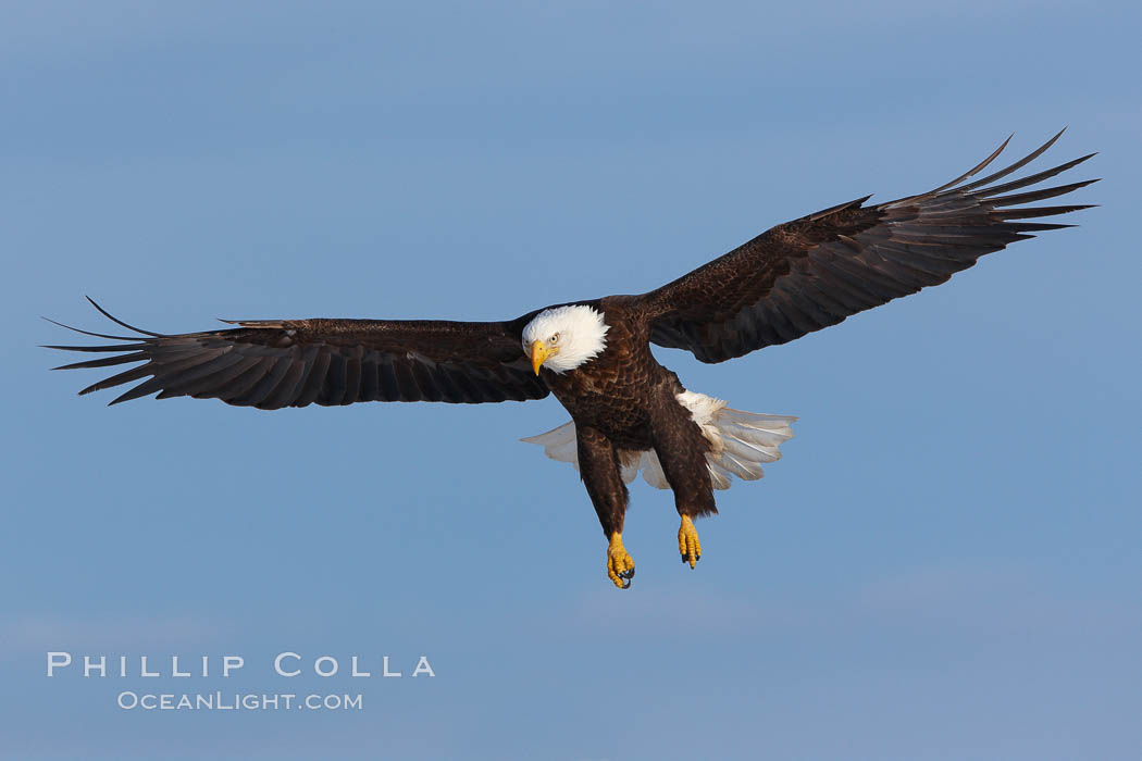 Bald eagle in flight, wing spread, soaring. Kachemak Bay, Homer, Alaska, USA, Haliaeetus leucocephalus, Haliaeetus leucocephalus washingtoniensis, natural history stock photograph, photo id 22655