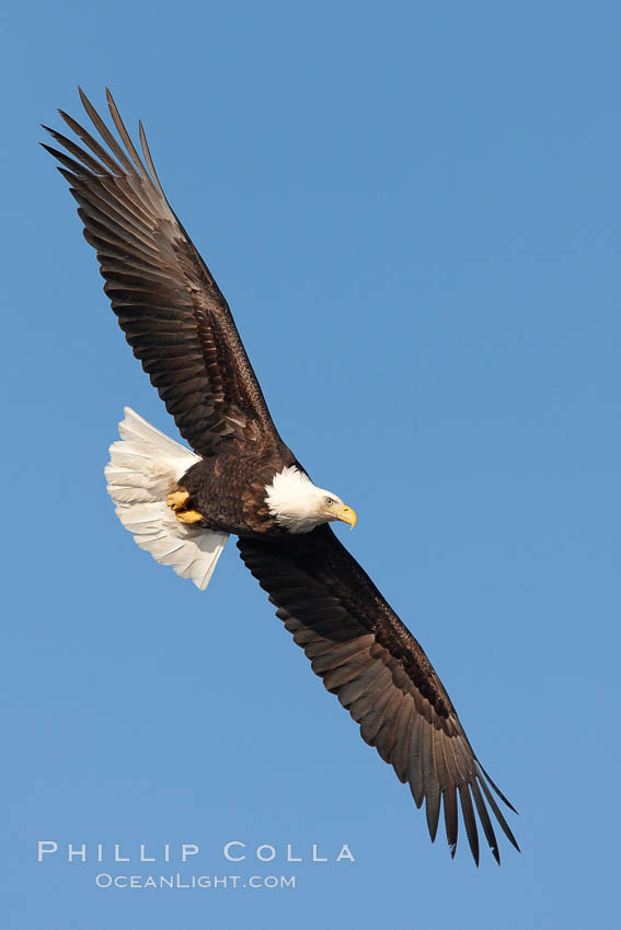 Bald eagle in flight, wing spread, soaring. Kachemak Bay, Homer, Alaska, USA, Haliaeetus leucocephalus, Haliaeetus leucocephalus washingtoniensis, natural history stock photograph, photo id 22659