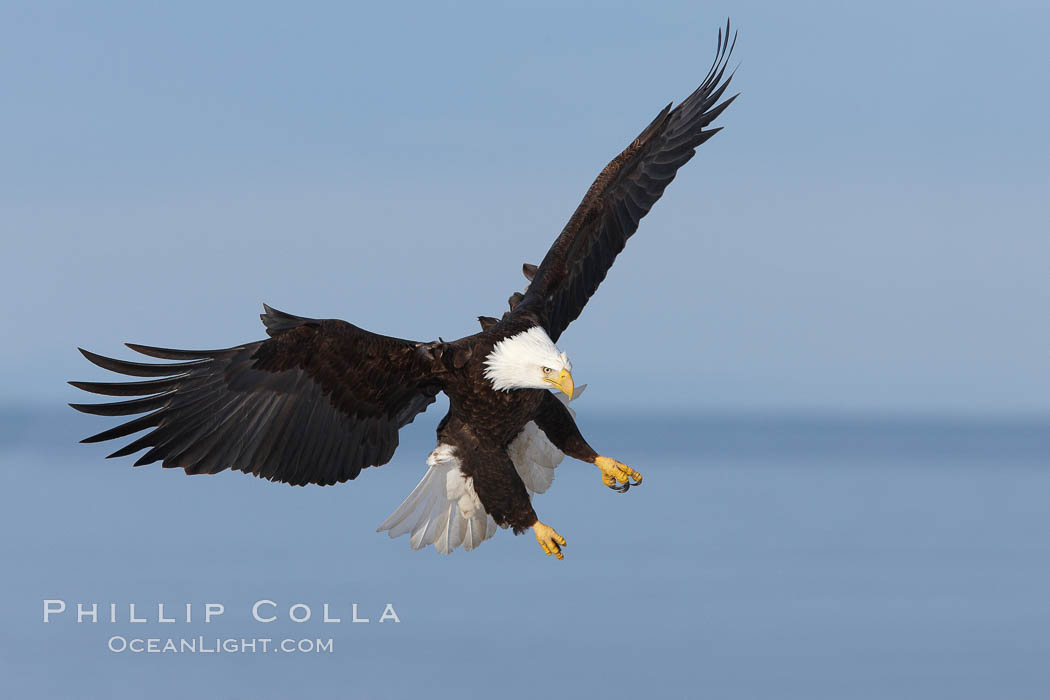 Bald eagle in flight, wings raised, Kachemak Bay in the background. Homer, Alaska, USA, Haliaeetus leucocephalus, Haliaeetus leucocephalus washingtoniensis, natural history stock photograph, photo id 22719