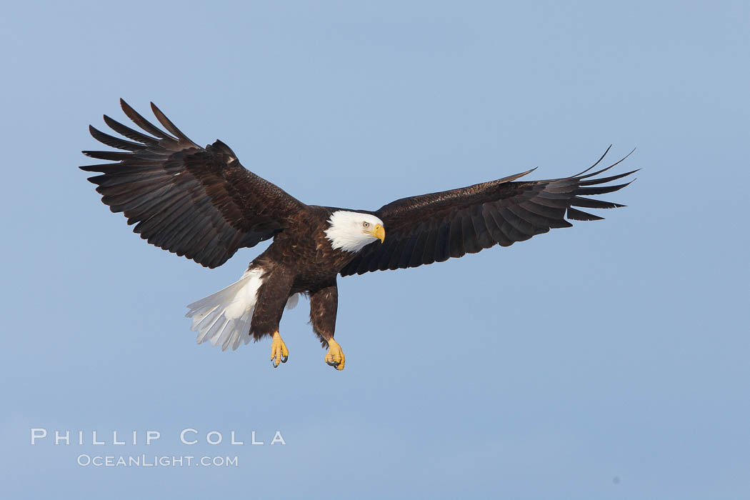 Bald eagle in flight, wing spread, soaring. Kachemak Bay, Homer, Alaska, USA, Haliaeetus leucocephalus, Haliaeetus leucocephalus washingtoniensis, natural history stock photograph, photo id 22731
