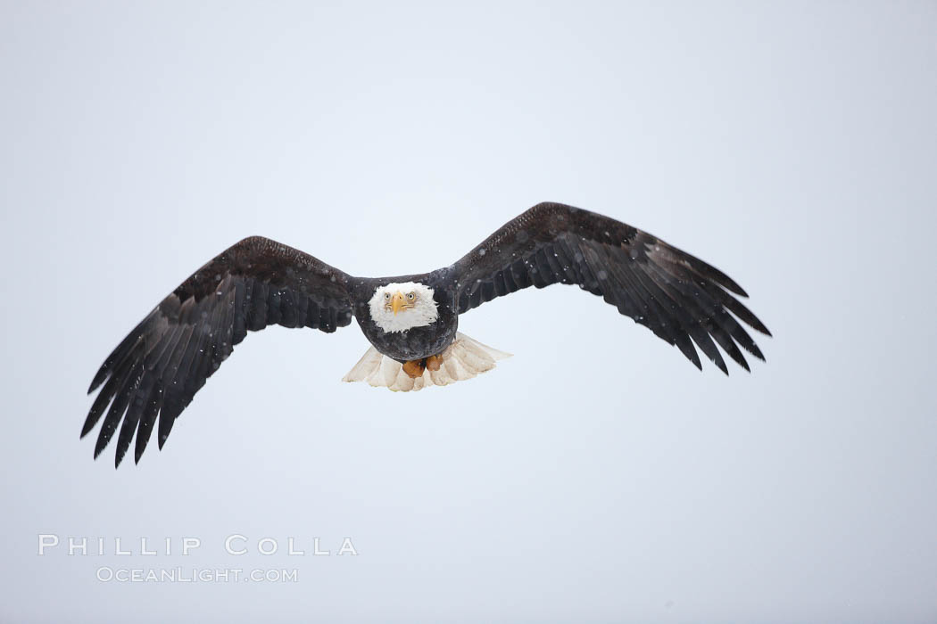 Bald eagle in flight, snow falling, overcast sky. Kachemak Bay, Homer, Alaska, USA, Haliaeetus leucocephalus, Haliaeetus leucocephalus washingtoniensis, natural history stock photograph, photo id 22725