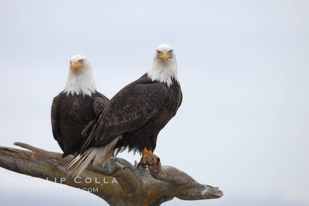 Two bald eagles on wooden perch. Kachemak Bay, Homer, Alaska, USA, Haliaeetus leucocephalus, Haliaeetus leucocephalus washingtoniensis, natural history stock photograph, photo id 22618