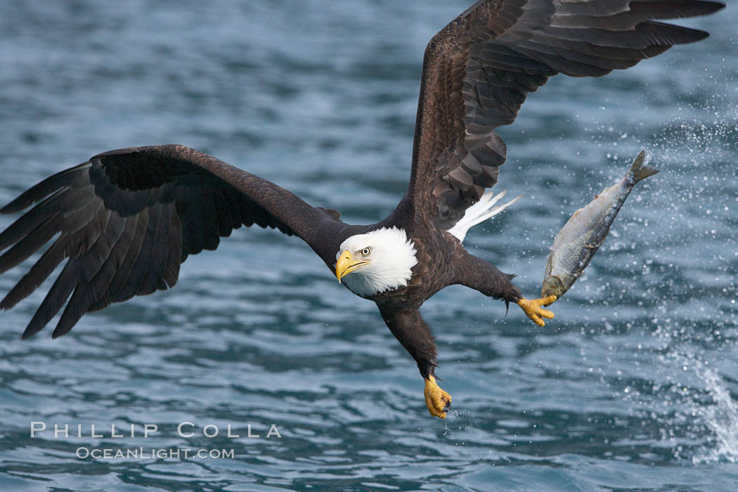 Bald eagle makes a splash while in flight as it takes a fish out of the water. Kenai Peninsula, Alaska, USA, Haliaeetus leucocephalus, Haliaeetus leucocephalus washingtoniensis, natural history stock photograph, photo id 22638