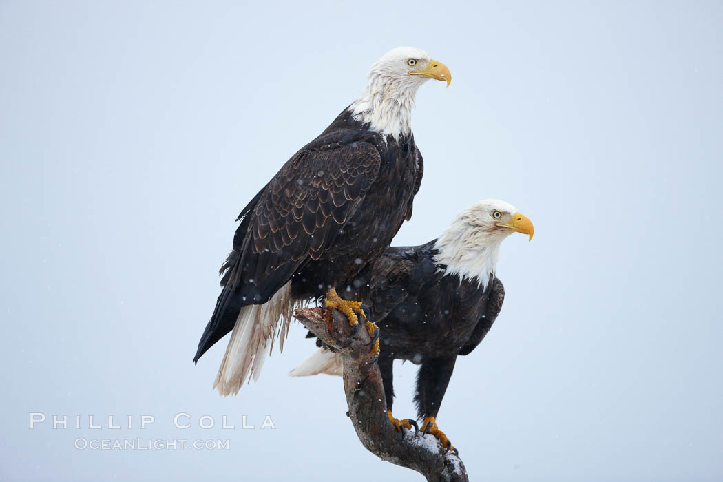 Two bald eagles on wooden perch. Kachemak Bay, Homer, Alaska, USA, Haliaeetus leucocephalus, Haliaeetus leucocephalus washingtoniensis, natural history stock photograph, photo id 22674