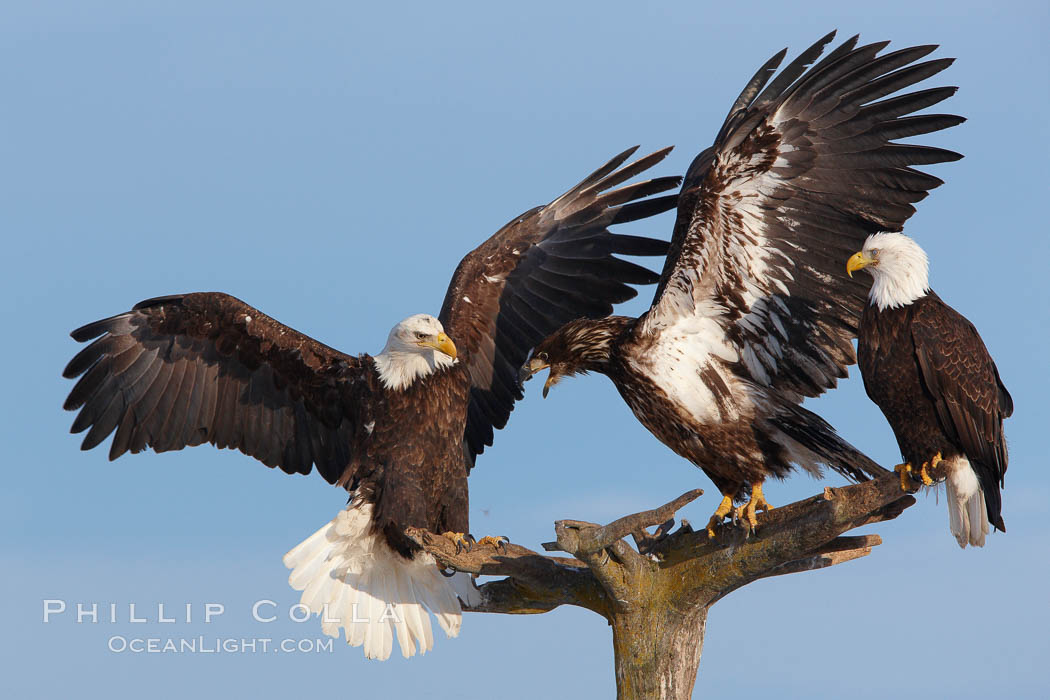 Immature bald eagle (center) raises wings and vocalizes as another eagle (left) lands on a wooden perch.  Three bald eagles on a perch.  Immature plumage coloration.    Note immature coloration showing white speckling on feathers. Kachemak Bay, Homer, Alaska, USA, Haliaeetus leucocephalus, Haliaeetus leucocephalus washingtoniensis, natural history stock photograph, photo id 22702