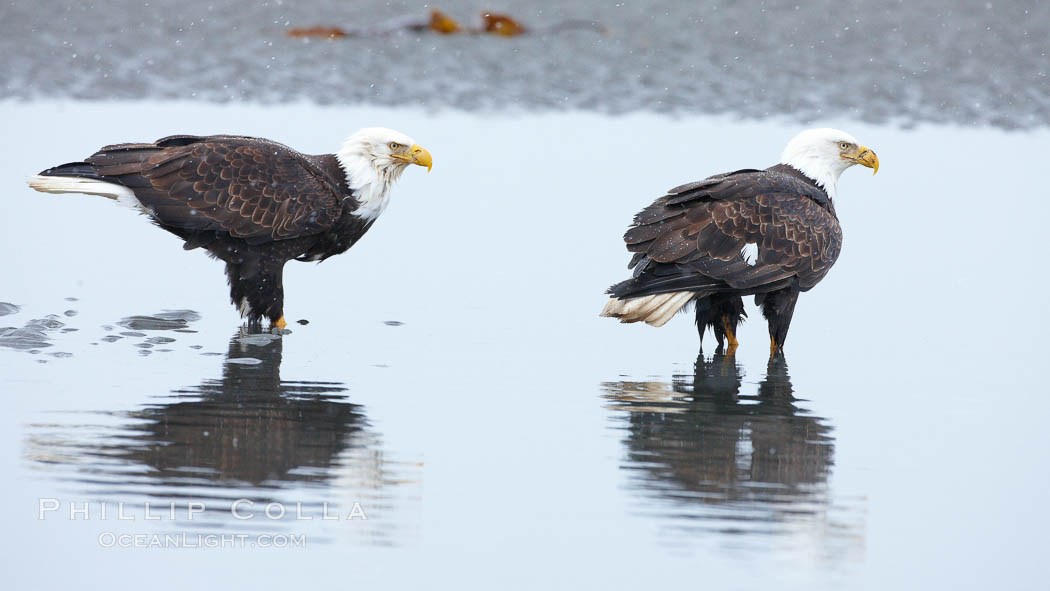 Bald eagle forages in tide waters on sand beach, snow falling. Kachemak Bay, Homer, Alaska, USA, Haliaeetus leucocephalus, Haliaeetus leucocephalus washingtoniensis, natural history stock photograph, photo id 22696