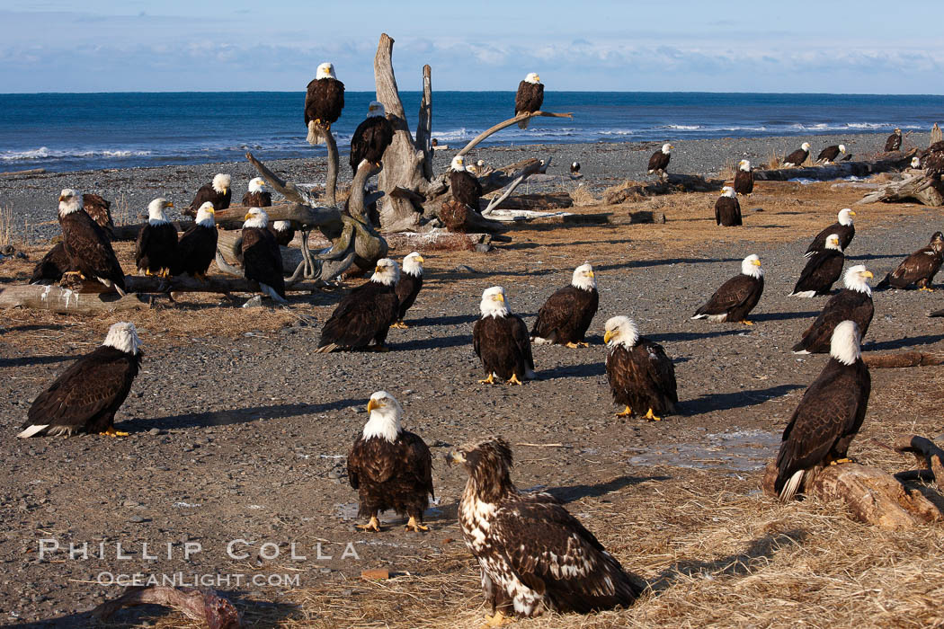 Bald eagles, part of a group of several hundred, perch on driftwood and stand on the ground waiting to be fed frozen herring as part of the Homer "Eagle Lady's" winter eagle feeding program. Kachemak Bay, Alaska, USA, Haliaeetus leucocephalus, Haliaeetus leucocephalus washingtoniensis, natural history stock photograph, photo id 22864