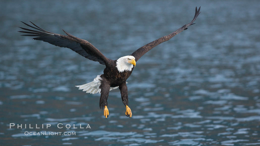Bald eagle, flying low over the water. Kenai Peninsula, Alaska, USA, Haliaeetus leucocephalus, Haliaeetus leucocephalus washingtoniensis, natural history stock photograph, photo id 22871