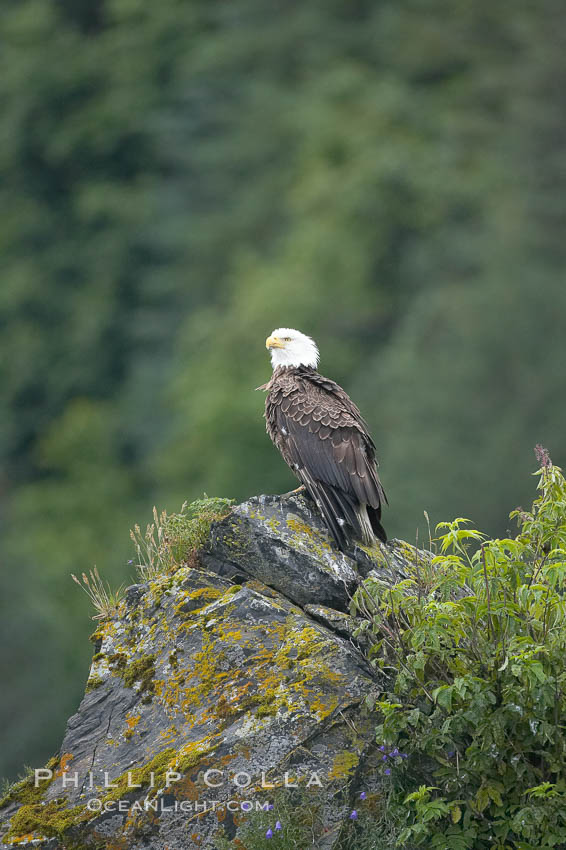 Bald eagle. Kenai Fjords National Park, Alaska, USA, Haliaeetus leucocephalus, natural history stock photograph, photo id 17377