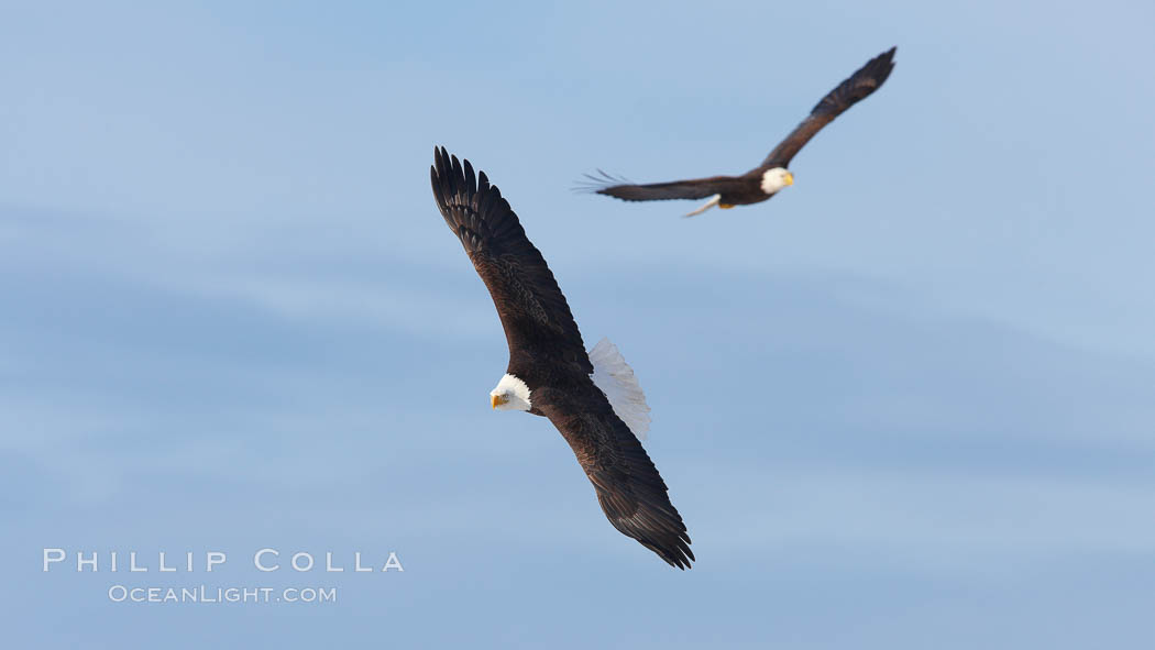 Two bald eagles in flight, wings spread. Kachemak Bay, Homer, Alaska, USA, Haliaeetus leucocephalus, Haliaeetus leucocephalus washingtoniensis, natural history stock photograph, photo id 22813