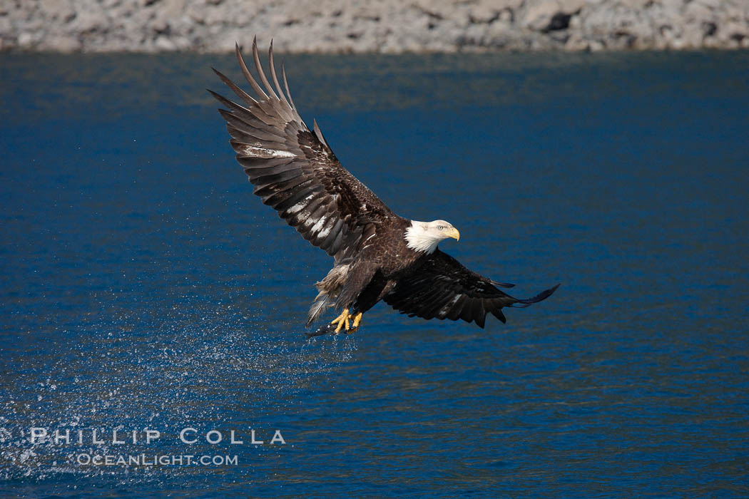 Bald eagle, makes a splash while in flight as it takes a fish out of the water. Kenai Peninsula, Alaska, USA, Haliaeetus leucocephalus, Haliaeetus leucocephalus washingtoniensis, natural history stock photograph, photo id 22853