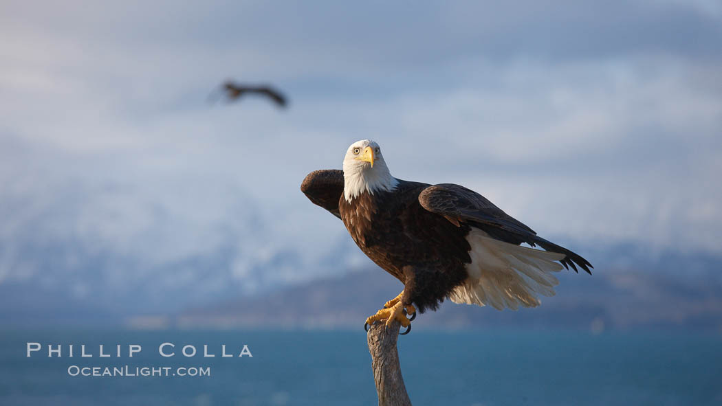 Bald eagle, sidelit, wings partially raised as its balances on wooden perch, Kachemak Bay, clouds and Kenai Mountains in background. Homer, Alaska, USA, Haliaeetus leucocephalus, Haliaeetus leucocephalus washingtoniensis, natural history stock photograph, photo id 22622