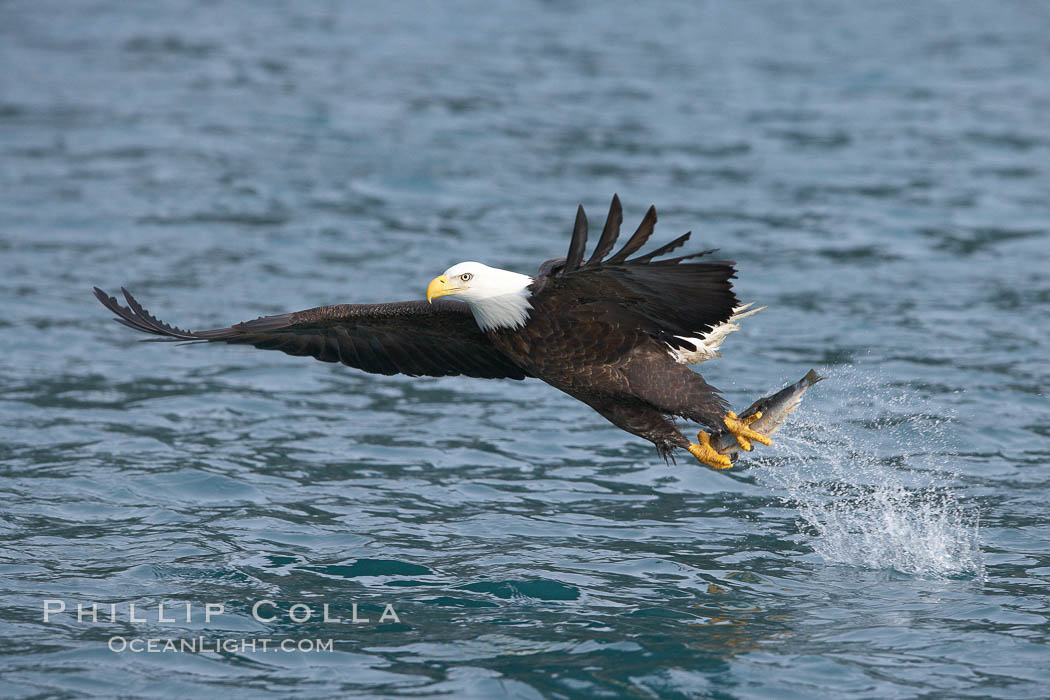 Bald eagle makes a splash while in flight as it takes a fish out of the water. Kenai Peninsula, Alaska, USA, Haliaeetus leucocephalus, Haliaeetus leucocephalus washingtoniensis, natural history stock photograph, photo id 22626