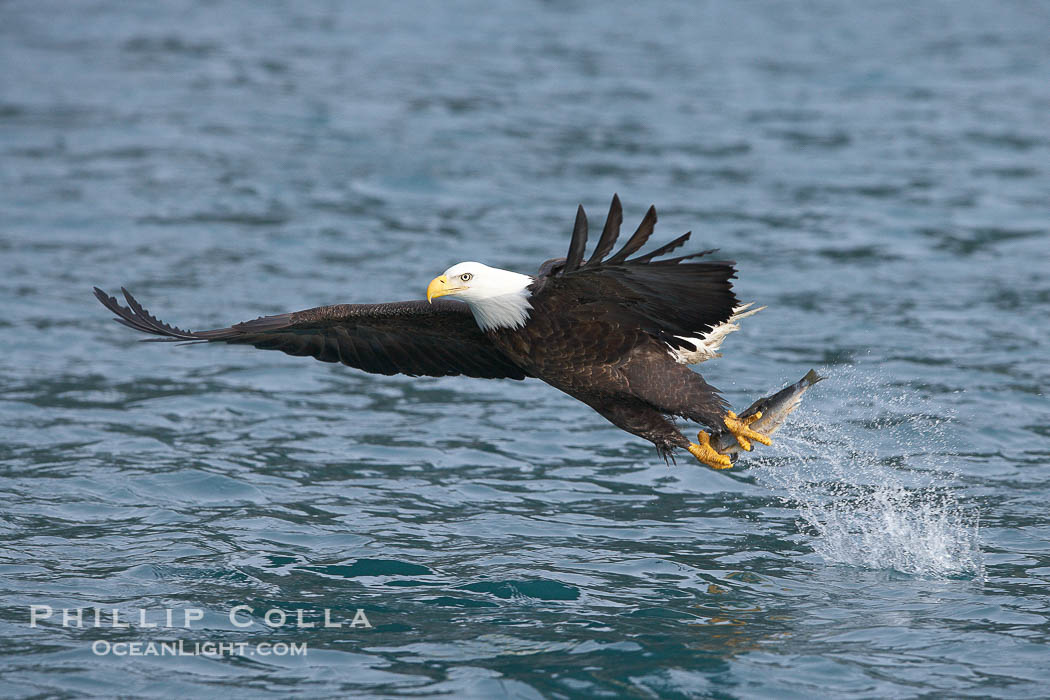 Bald eagle makes a splash while in flight as it takes a fish out of the water., Haliaeetus leucocephalus, Haliaeetus leucocephalus washingtoniensis, natural history stock photograph, photo id 22626