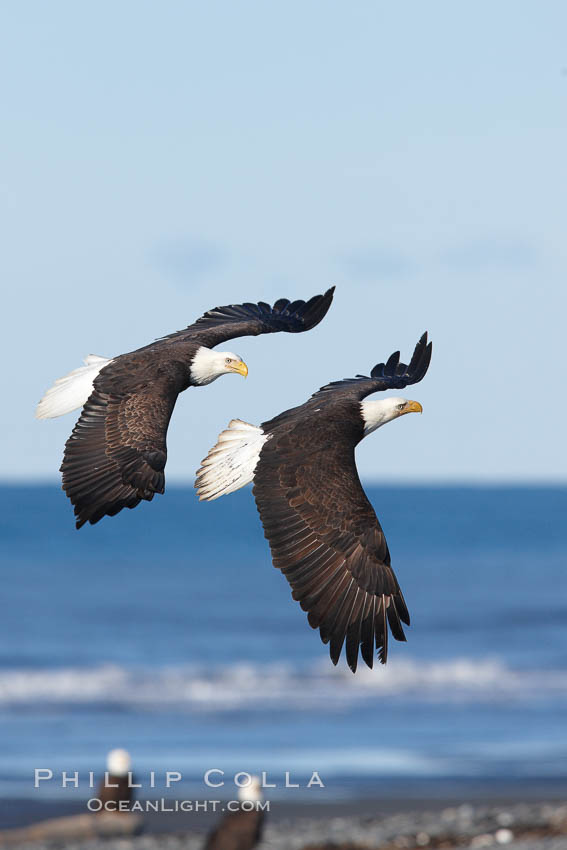 Two bald eagles in flight, banking, wings spread, over beach and Kachemak Bay. Homer, Alaska, USA, Haliaeetus leucocephalus, Haliaeetus leucocephalus washingtoniensis, natural history stock photograph, photo id 22646