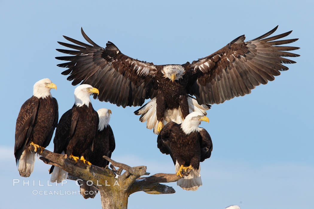 Bald eagle in flight spreads its wings wide while slowing to land on a perch already occupied by other eagles. Kachemak Bay, Homer, Alaska, USA, Haliaeetus leucocephalus, Haliaeetus leucocephalus washingtoniensis, natural history stock photograph, photo id 22658