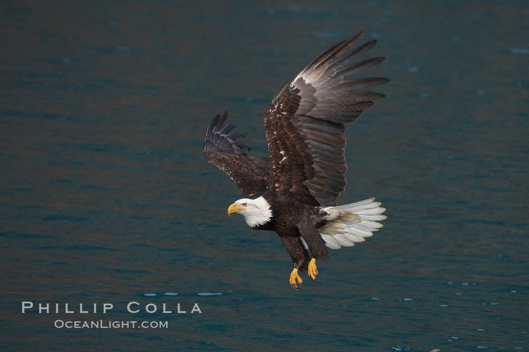 Bald eagle in flight over water, wings raised, talons hanging. Kenai Peninsula, Alaska, USA, Haliaeetus leucocephalus, Haliaeetus leucocephalus washingtoniensis, natural history stock photograph, photo id 22670