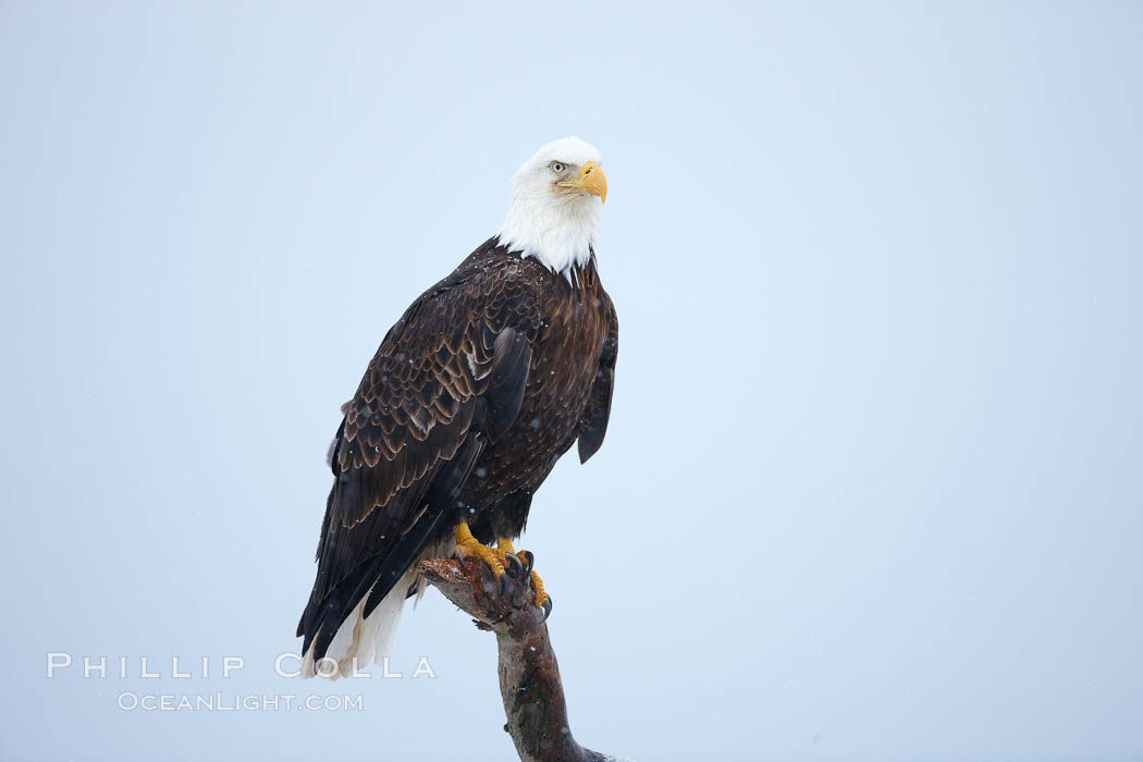 Bald eagle, atop wooden perch, overcast and snowy skies. Kachemak Bay, Homer, Alaska, USA, Haliaeetus leucocephalus, Haliaeetus leucocephalus washingtoniensis, natural history stock photograph, photo id 22806