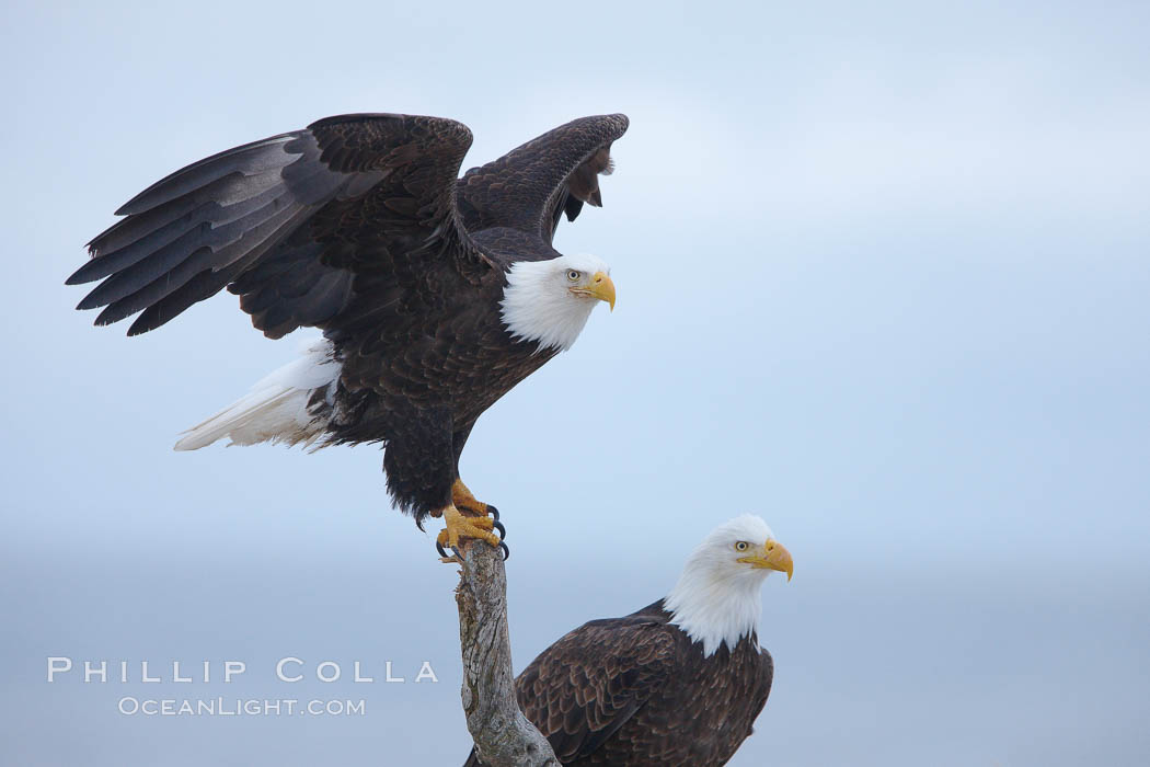 Bald eagle, atop wooden perch, overcast and snowy skies. Kachemak Bay, Homer, Alaska, USA, Haliaeetus leucocephalus, Haliaeetus leucocephalus washingtoniensis, natural history stock photograph, photo id 22842