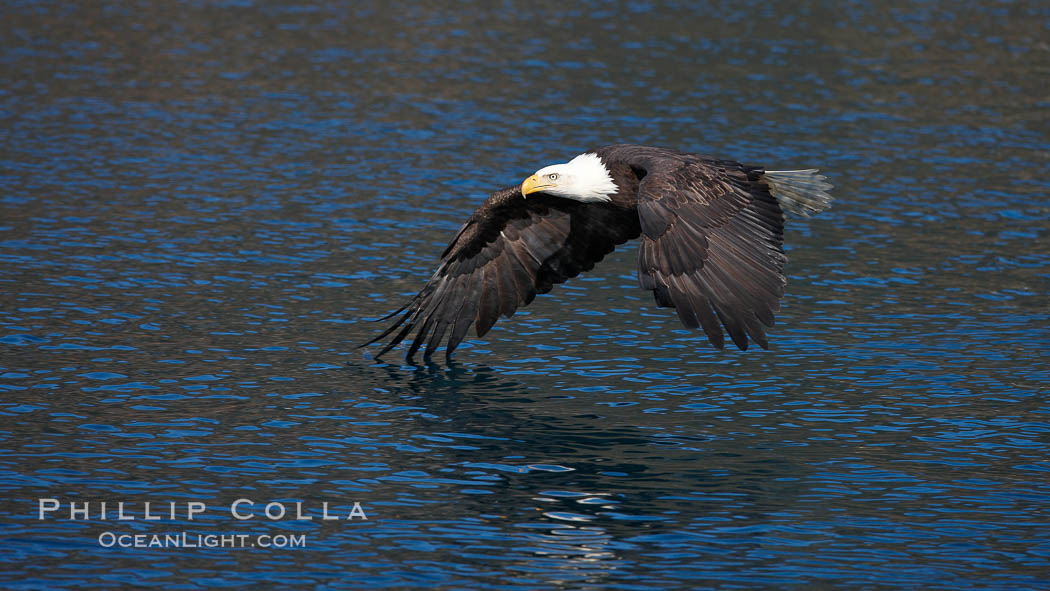 Bald eagle, flying low over the water. Kenai Peninsula, Alaska, USA, Haliaeetus leucocephalus, Haliaeetus leucocephalus washingtoniensis, natural history stock photograph, photo id 22850