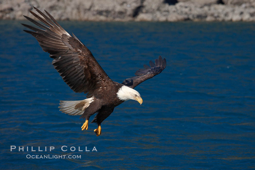Bald eagle, flying low over the water. Kenai Peninsula, Alaska, USA, Haliaeetus leucocephalus, Haliaeetus leucocephalus washingtoniensis, natural history stock photograph, photo id 22854