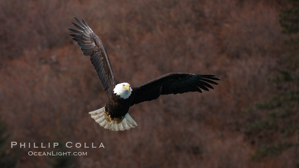 Bald eagle, wings outstretched, red foliage background. Kenai Peninsula, Alaska, USA, Haliaeetus leucocephalus, Haliaeetus leucocephalus washingtoniensis, natural history stock photograph, photo id 22870